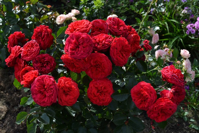 Red Roses in a Garden