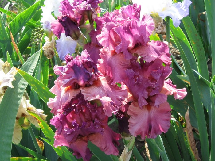 Pink and purple irises in a garden