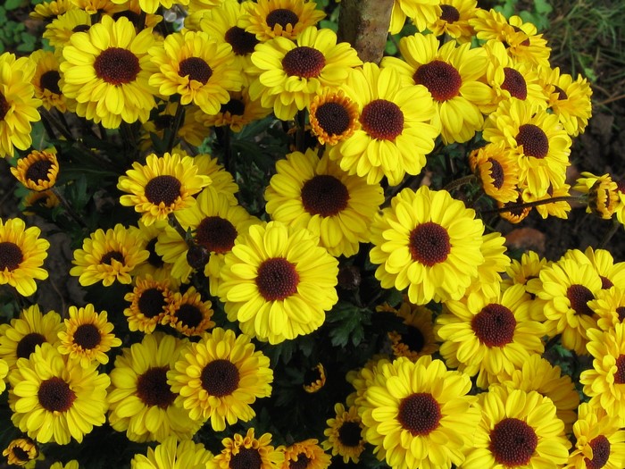 A cluster of yellow chrysanthemums with dark centers