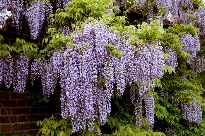 Purple Wisteria flowers cascading down a brick wall