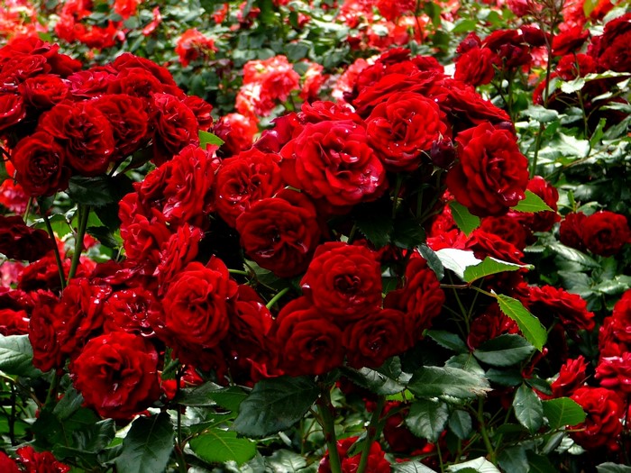 A dense cluster of deep red roses in full bloom
