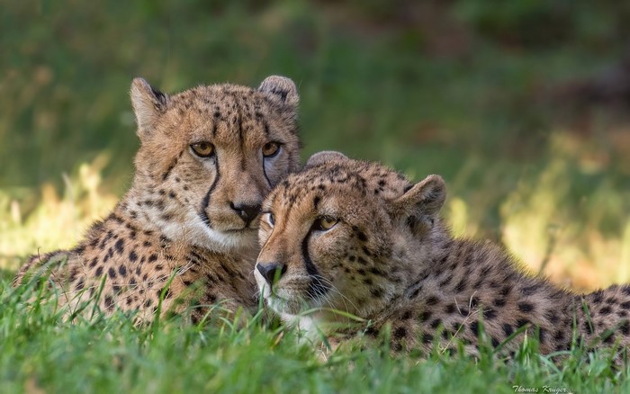 Two cheetahs lying in green grass