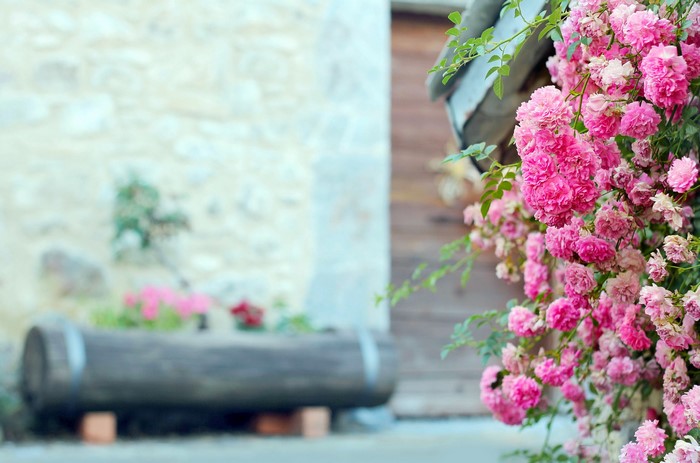 Pink roses climbing on a rustic building