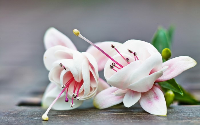 Two white fuchsia flowers on a wooden surface