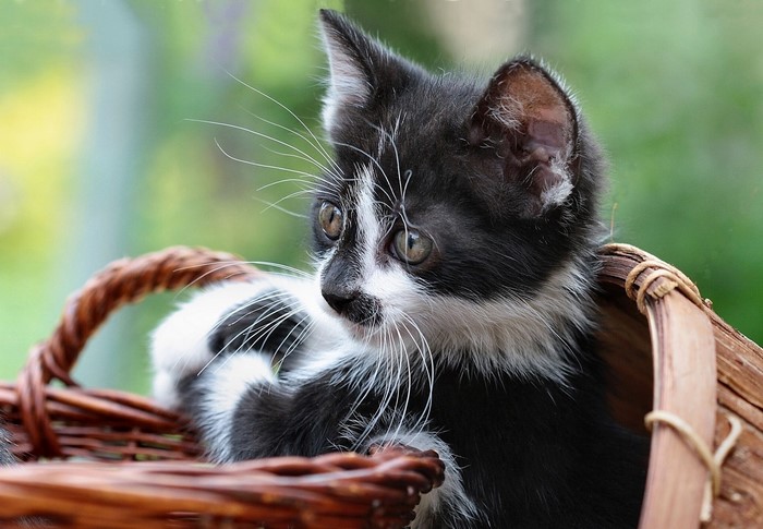 Black and white kitten in a wicker basket