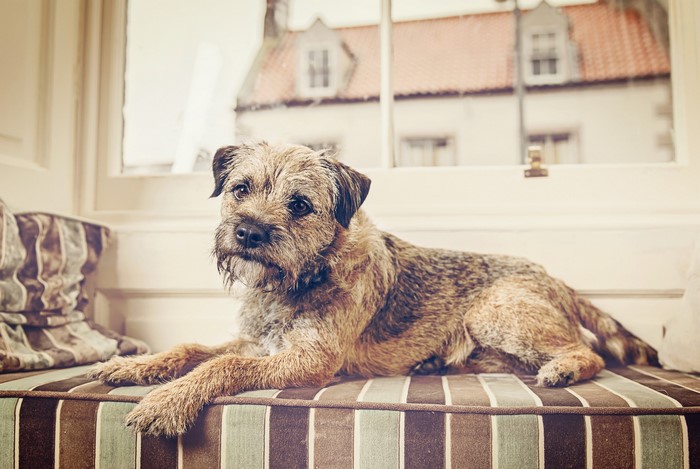 Border Terrier dog lying on a striped cushion