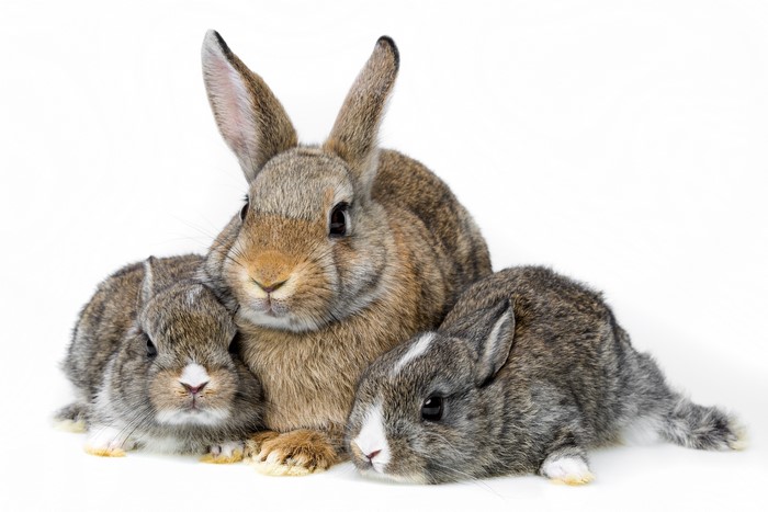 Three Rabbits on White Background