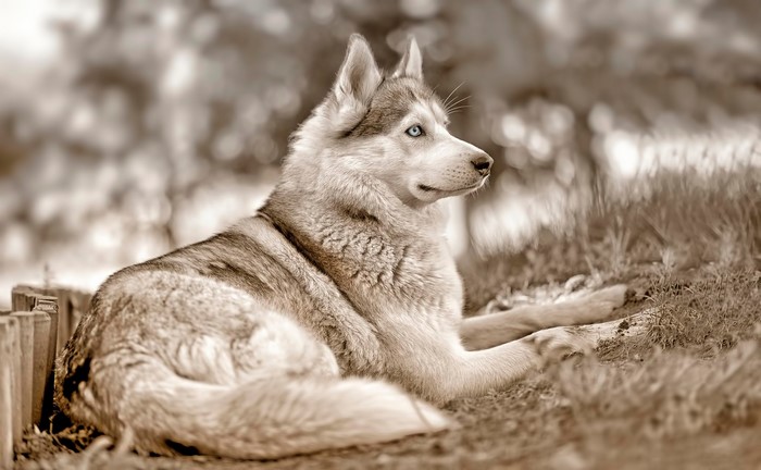 Husky dog lying on the grass