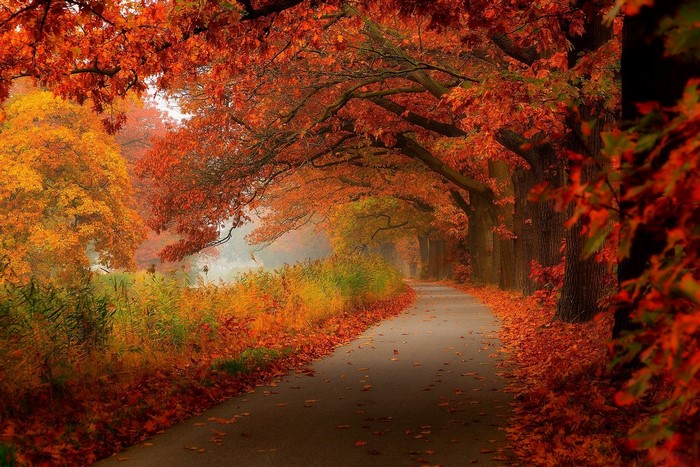 Autumn road lined with trees in fall colors