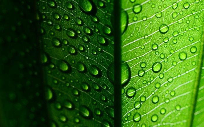 Closeup of green leaf with water drops