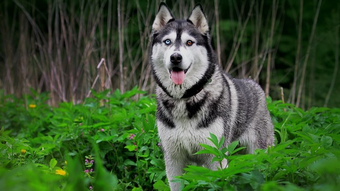 Husky dog with heterochromia in green foliage