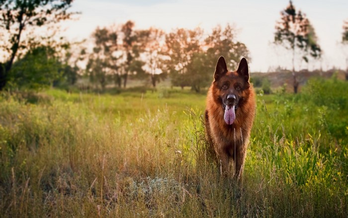 German Shepherd dog standing in a grassy field