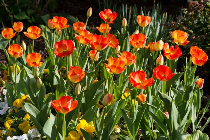 Orange Tulips in a Garden