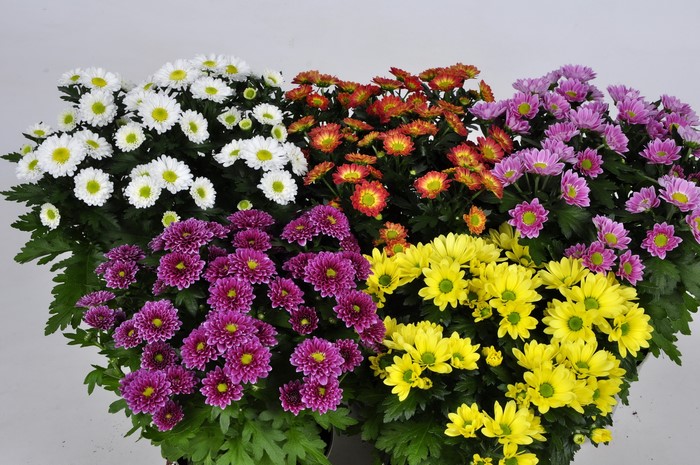 Assortment of colorful Chrysanthemums