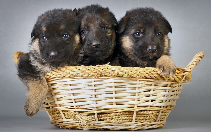 Three German Shepherd puppies in a wicker basket