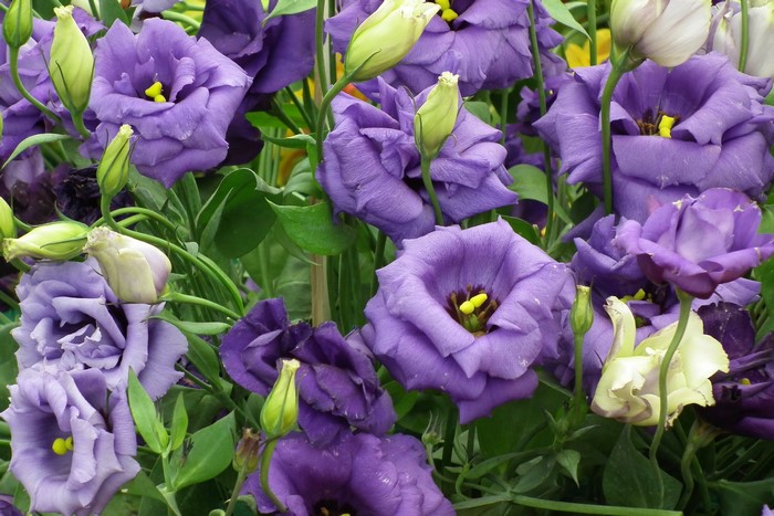 Purple Eustoma flowers with green buds