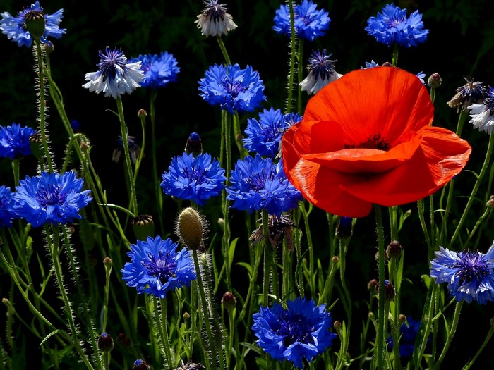 Red poppy and blue cornflowers in a field