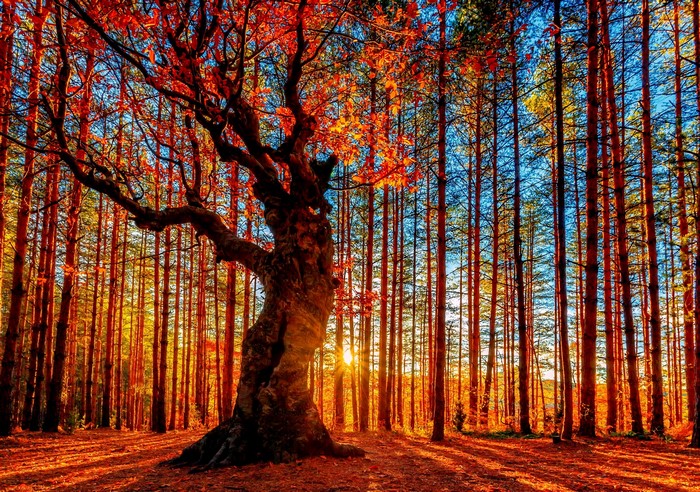 Autumn forest with sunbeams filtering through trees