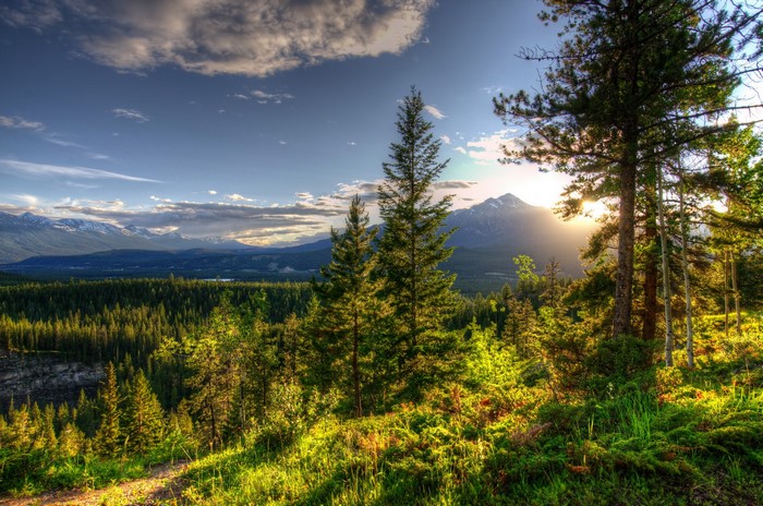 Jasper National Park Canada Scenery with Mountains and Forest