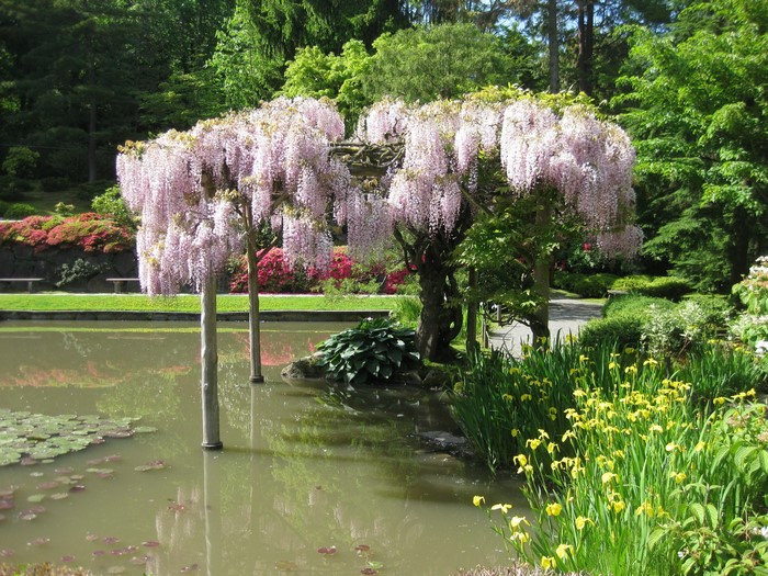 Wisteria tree over a pond in a park