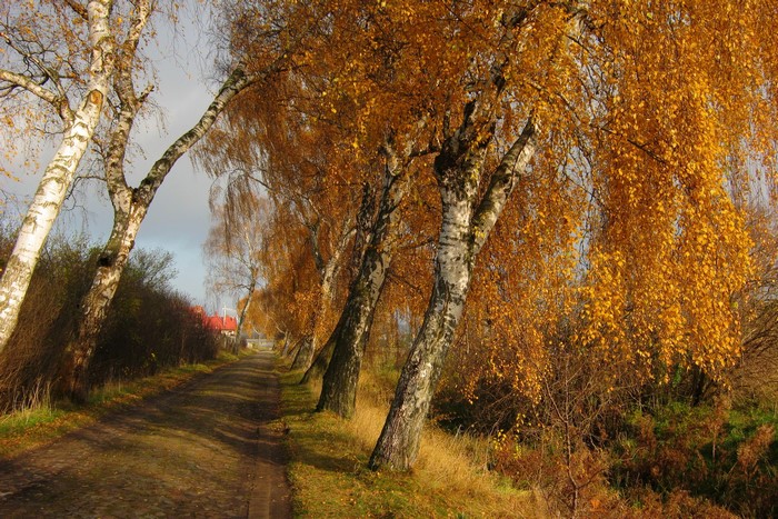 Autumn road lined with birch trees