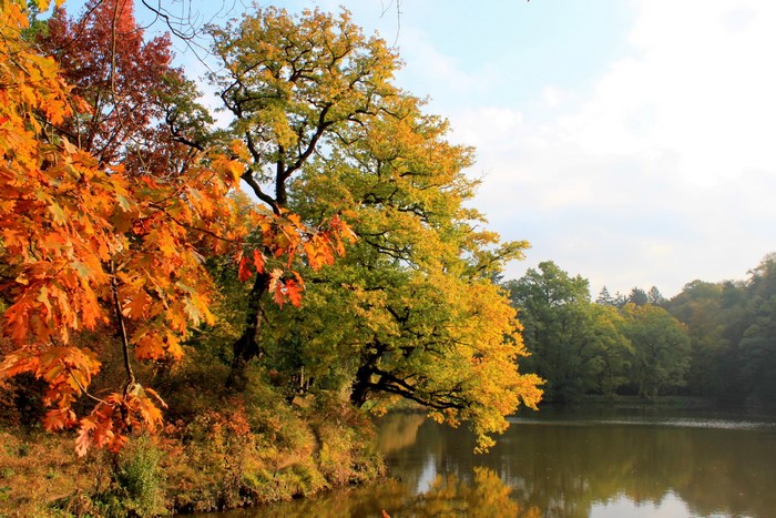 Autumn trees by a lake in Pruhonice, Czech Republic