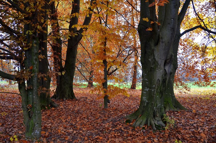 Autumn forest with fallen leaves and trees