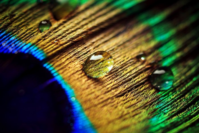 Close-up of a Peacock Feather with Water Droplets