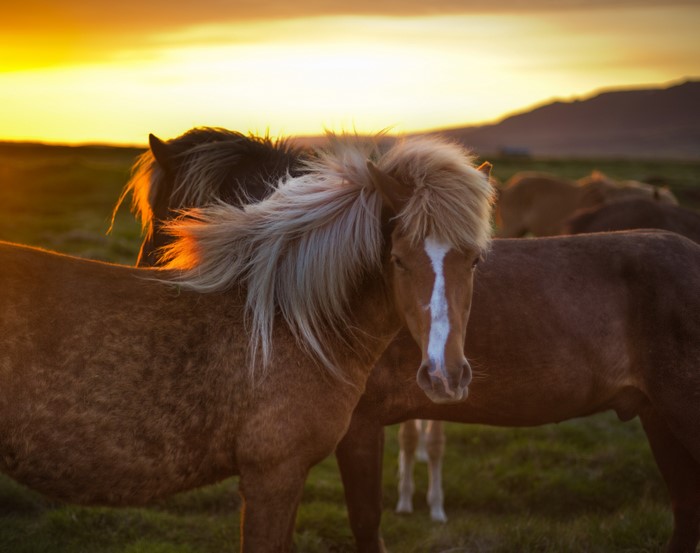 Horses in a field at sunset