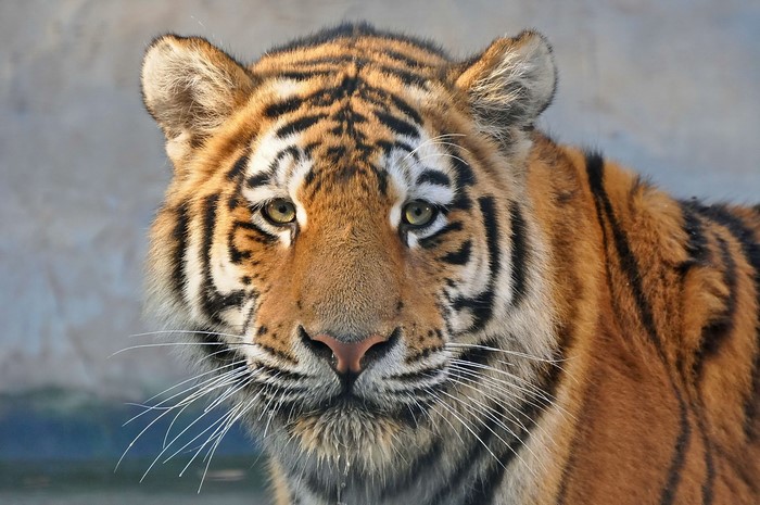 Close-up of a tiger's face
