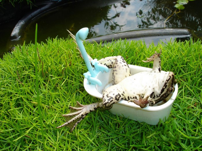Frog in a bathtub toy with a shower head