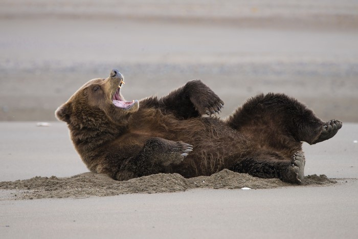 Brown bear yawning on a sandy beach
