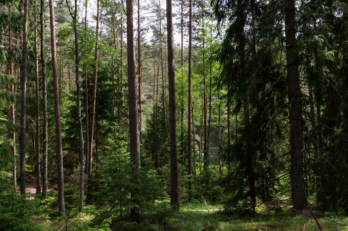 Forest in Belarus with tall trees