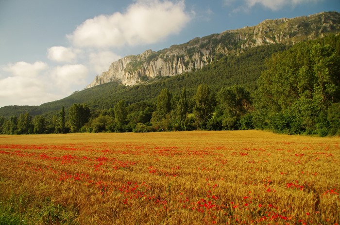 Wheat field with poppies and mountains in Basque Country, Spain