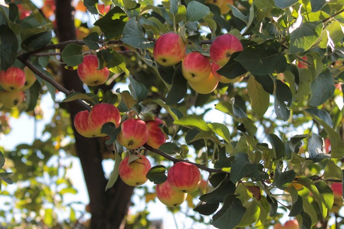 Apples on a tree branch with green leaves