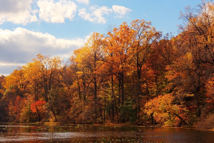 Autumn trees by a lake under a cloudy sky