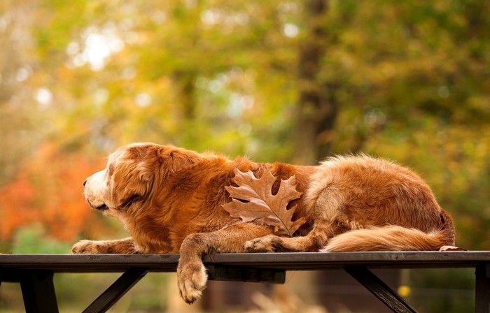 Golden Retriever dog resting on a table with a leaf