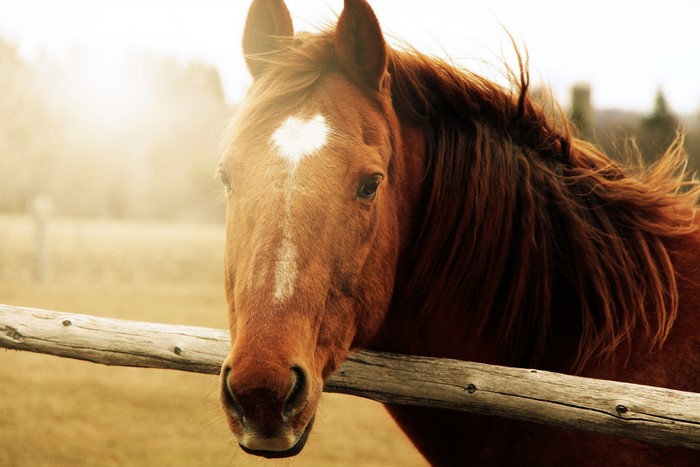 Brown horse with white marking on face