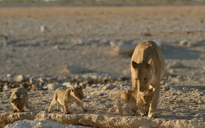 Lioness with cubs walking on rocky ground