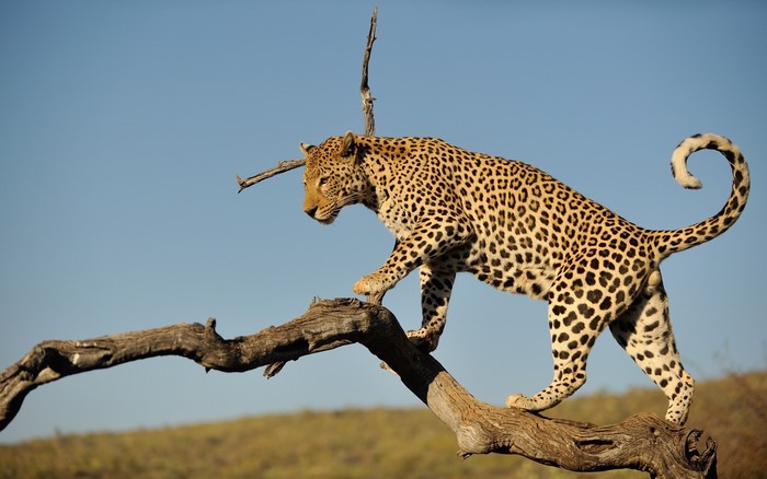 Leopard walking on a tree branch