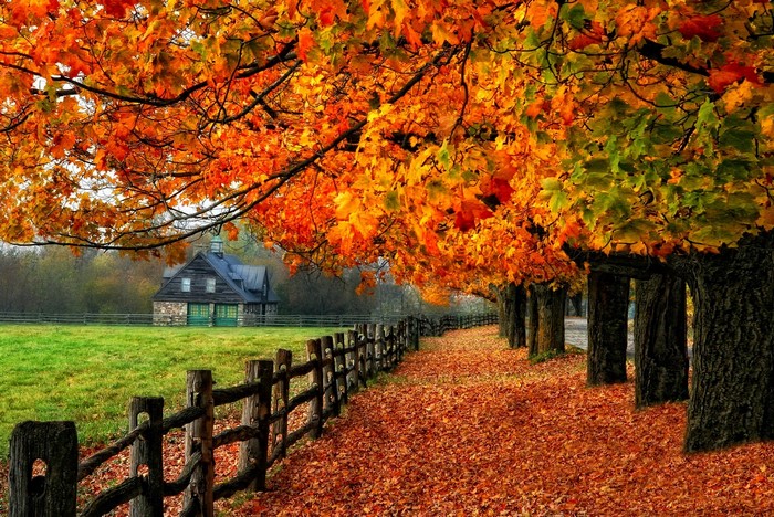 Autumn path with colorful trees and a rustic fence