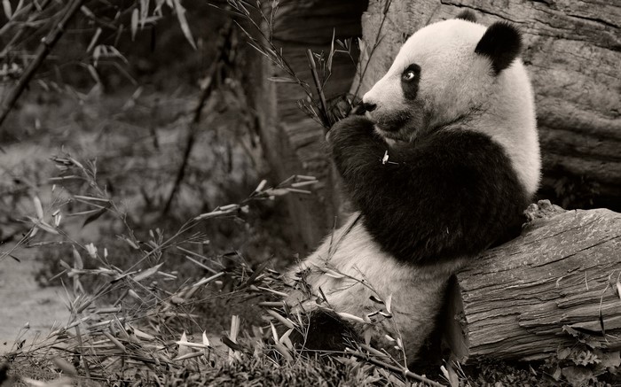 Giant Panda eating bamboo