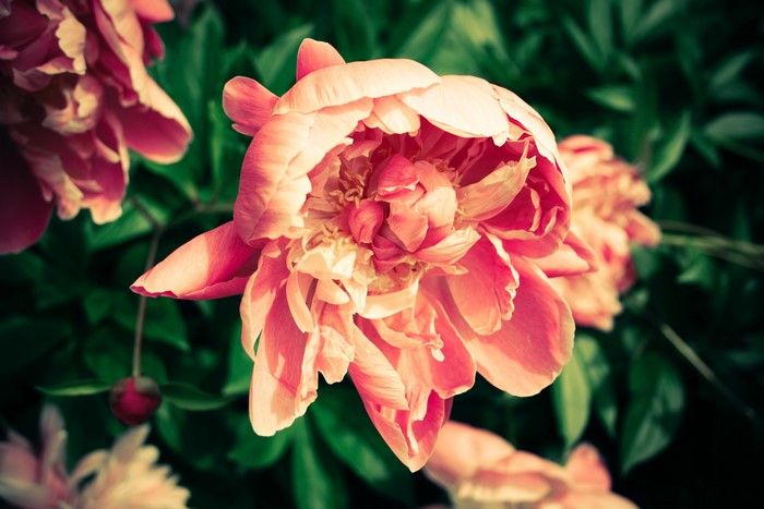 4K Peonies Closeup