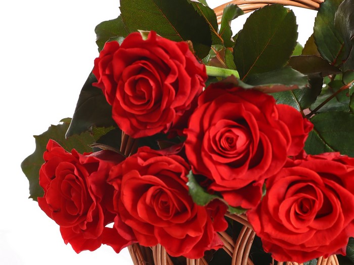 Red roses in a basket