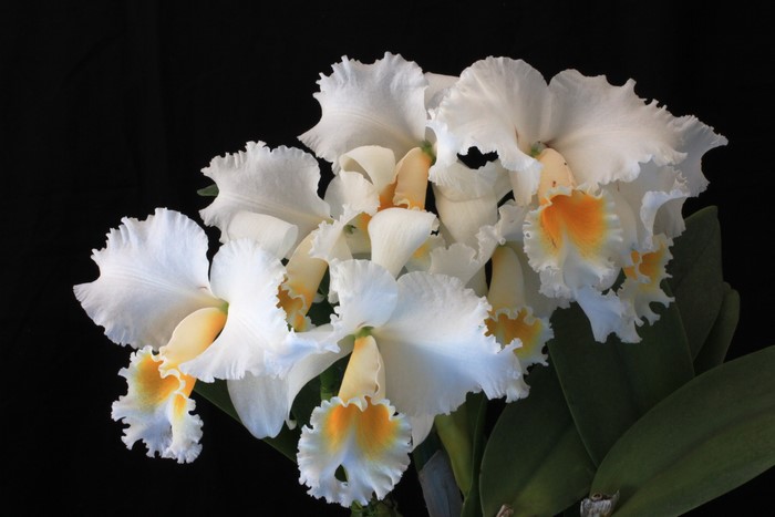 White Cattleya Orchid with Orange Center