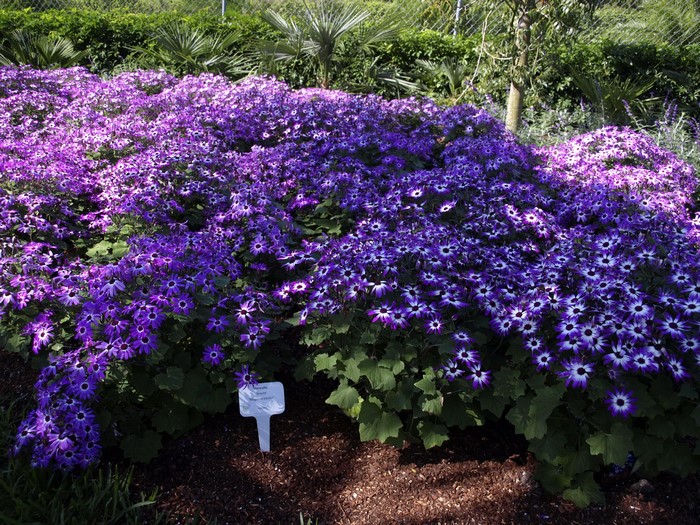 Field of Violet Cineraria Flowers