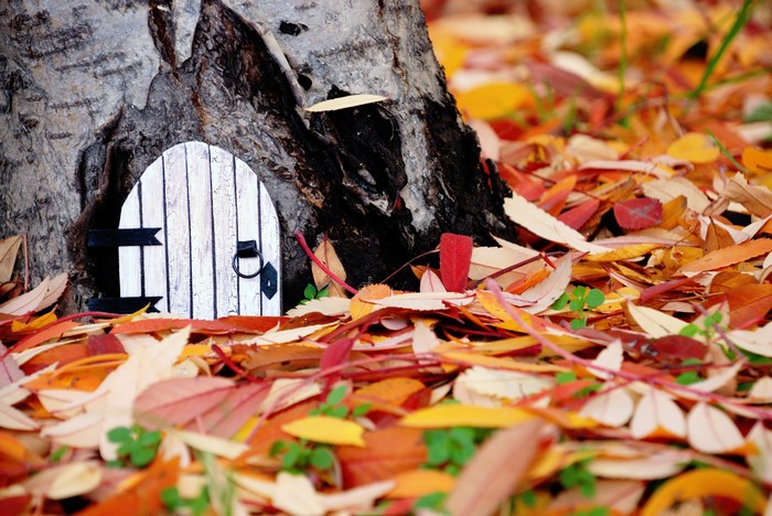 Fairy door in a tree trunk surrounded by autumn leaves