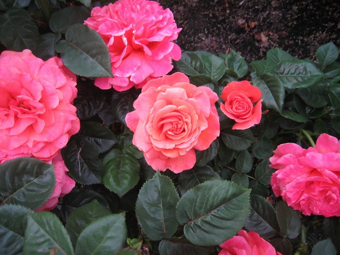 Pink and orange roses with green foliage