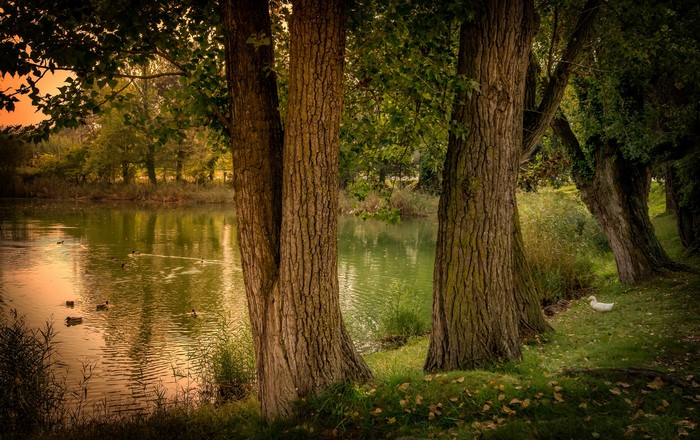 Pond with trees and ducks in Gerona, Spain