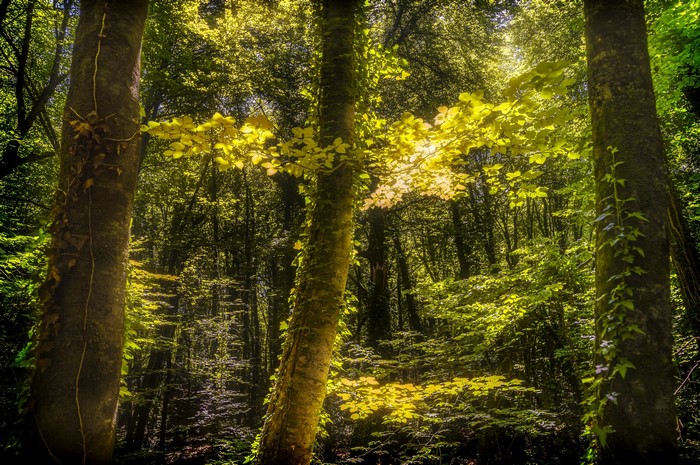 Sunlight filtering through trees in a forest